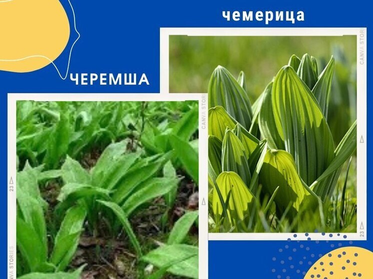 Во Владивостоке несколько человек отравились черемицей, перепутав ее с черемшой