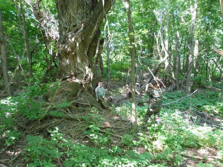 В нацпарке Самарская лука белая ива 200 лет ждет шанса стать «Деревом года»