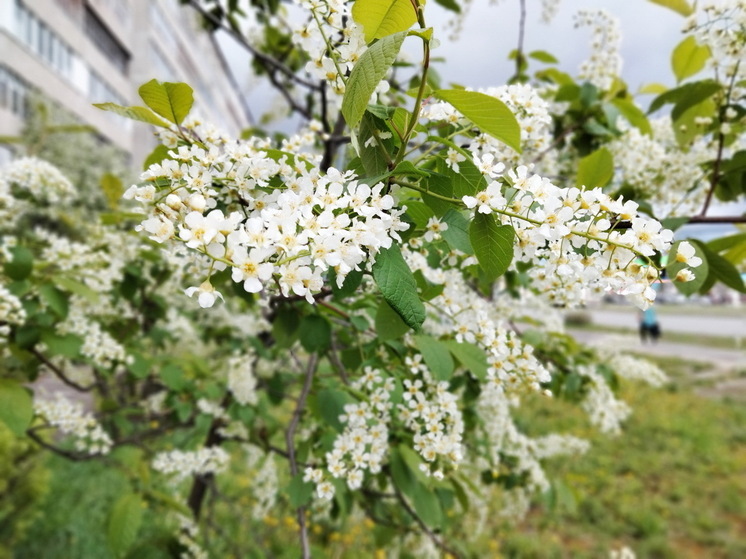 "Аномальное похолодание в мае затягивается": синоптики обновили прогноз на ближайшие дни