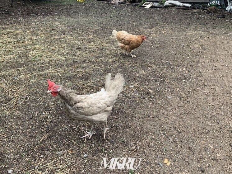 Рысь растерзала коз и кур в Угдане под Читой
