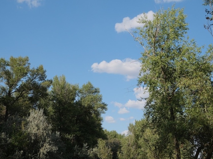 Волгоградцы устремились в леса за грибами