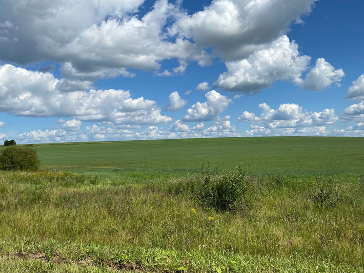 В Калужской области от клещей обработали больше трёх га площадей