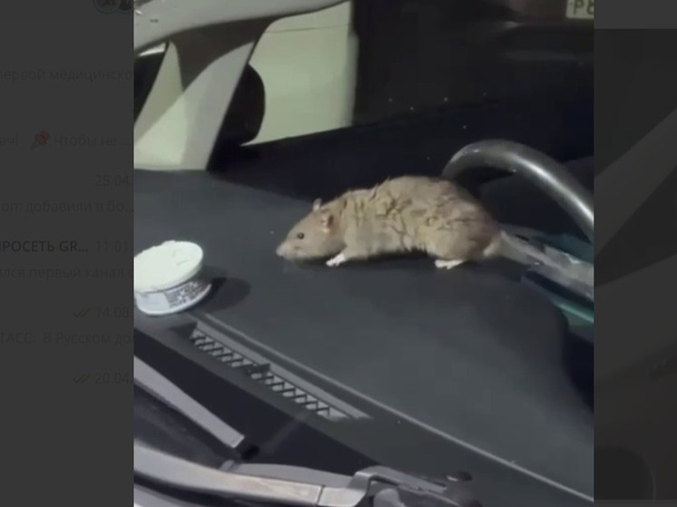 Крыса на Кузнецова: необычный «автоугонщик» попал на видео во Владивостоке