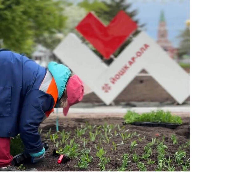 На клумбах Йошкар-Олы за день высадили три машины цветов