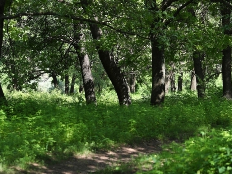 В Волгоградской области от укусов клещей за неделю пострадали 132 человека