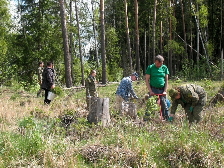 В Серпухове высадили сосны
