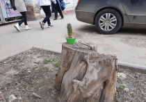 В областном центре массово вырубаются деревья, а новые саженцы плохо приживаются
