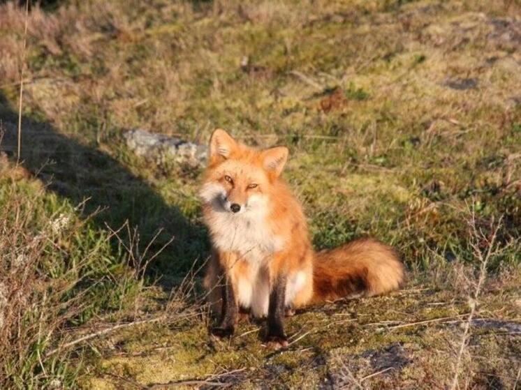 Лису с лисятами заметили в деревне округа Балашиха