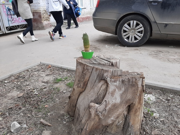 В Саратове назначат главного специалиста по озеленению