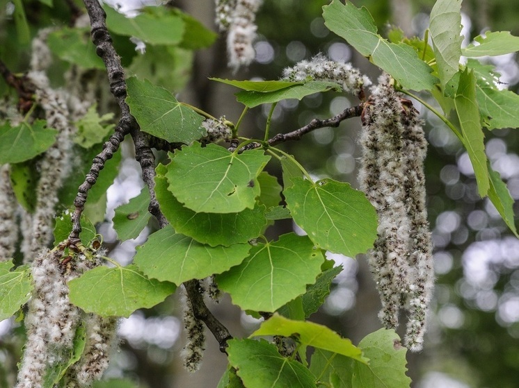 Эксперт Константинов назвал главные опасности тополиных почек для автомобилей