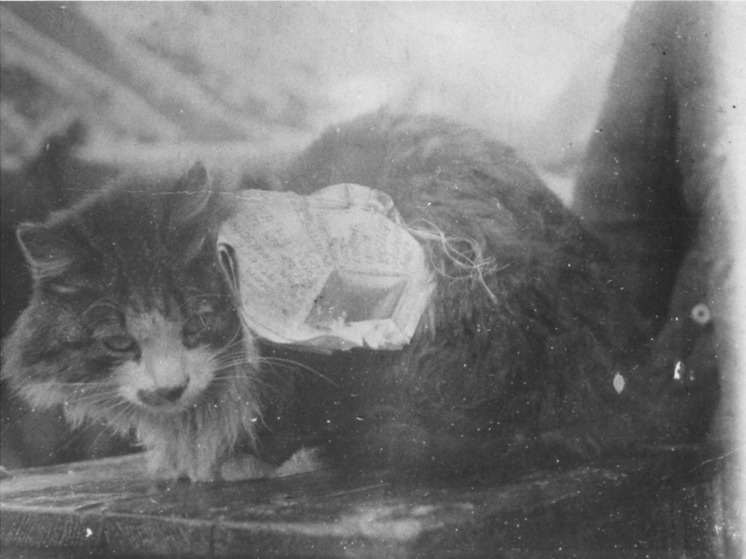 В Волгограде появится памятник сталинградскому коту-агитатору