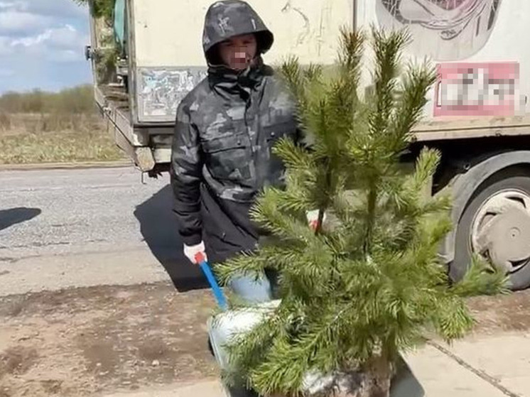 На мемориале «Невский Порог» высадят 400 елей в виде слова «Победа»