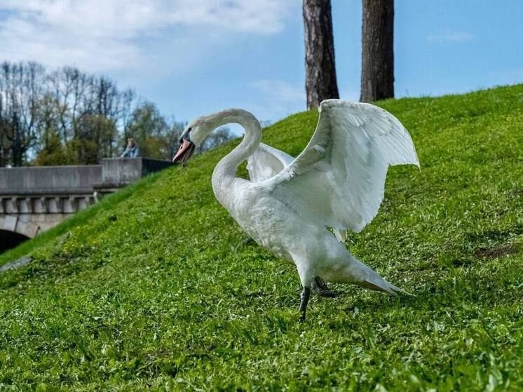 Лебедь-драчун вернулся на озеро Дворцового парка в Гатчине