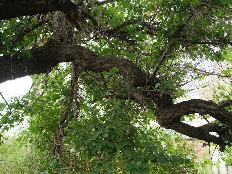 В Волгоградской области ведется обработка лесов от вредителей