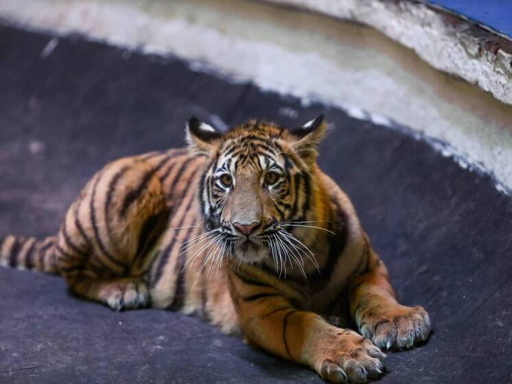 Волгоградцам запретили содержать дома опасных животных