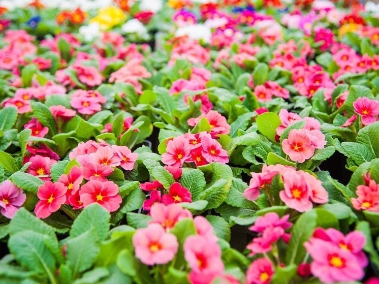 Народные приметы на 14 мая, или Чего нельзя делать в Еремеев день