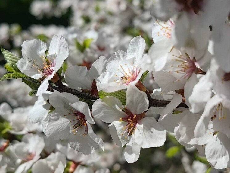 В Хабаровске 14 мая ожидается небольшой дождь и +23 градуса на термометре