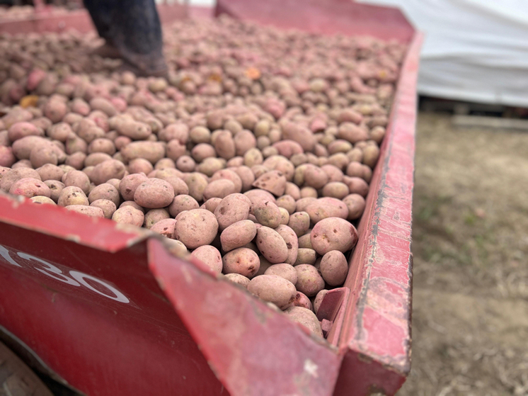 В Хабаровском крае аграрии начали высаживать картофель