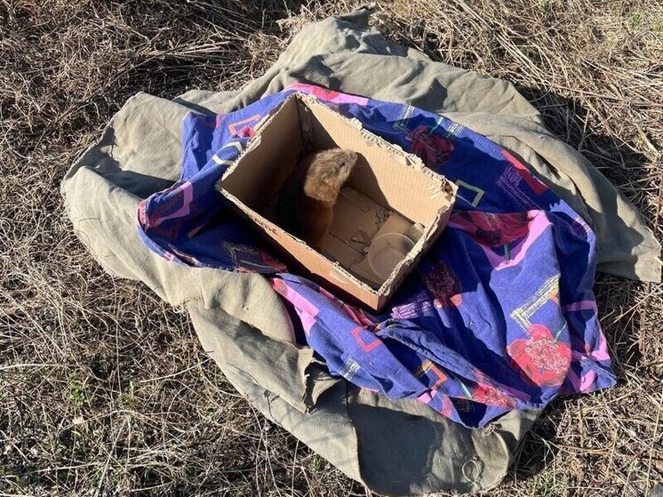 В Благовещенске ондатра попалась в ловушку подвала