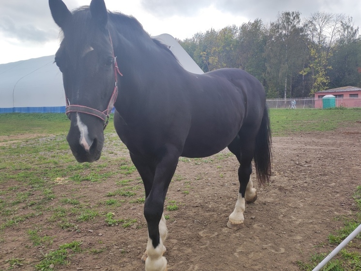 Конники Хакасии встретятся на чемпионате и первенстве региона