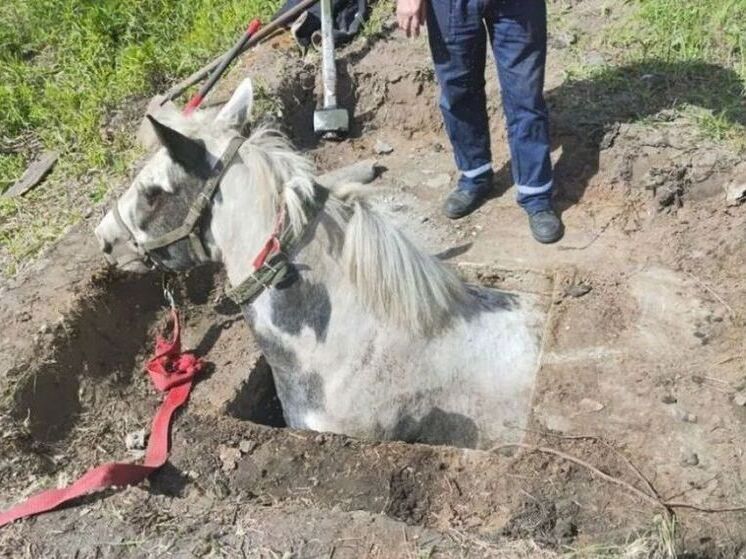Брянские спасатели вызволили лошадь из бетонного плена