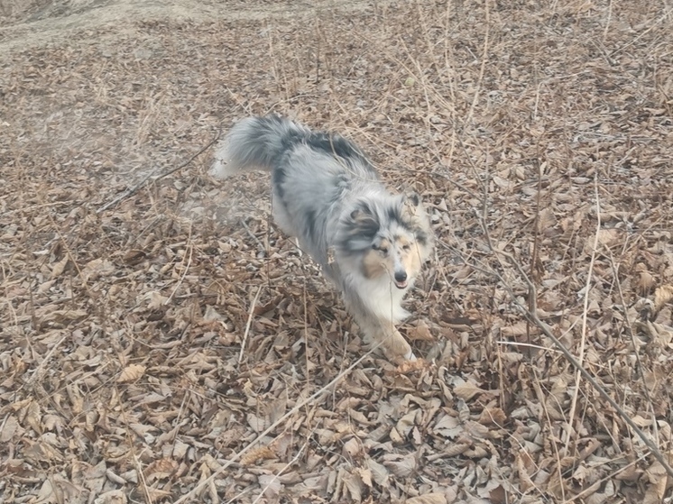 Жителям Приморья рассказали, как быстро обнаружить клеща на собаке с помощью телефона