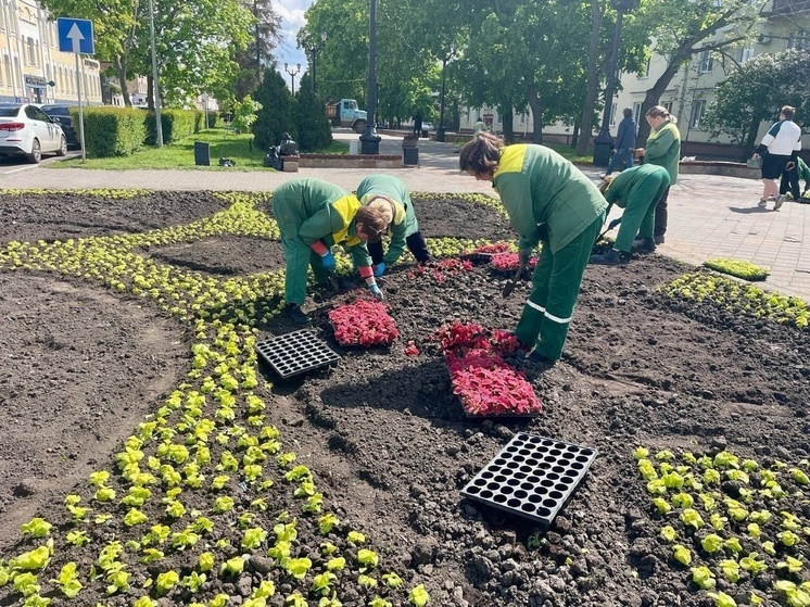 В центре Тамбова высаживают колеус, вейник и гауру