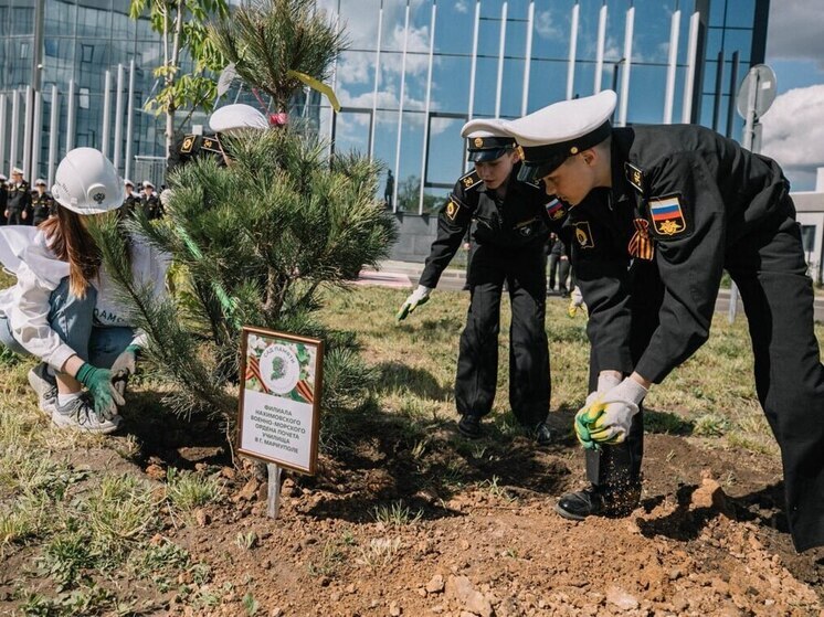 У Нахимовского училища в Мариуполе появилась Аллея Героев из саженцев сосны