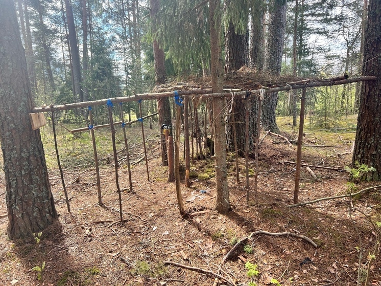 Жителей Тверской области заинтриговала найденная в лесу постройка