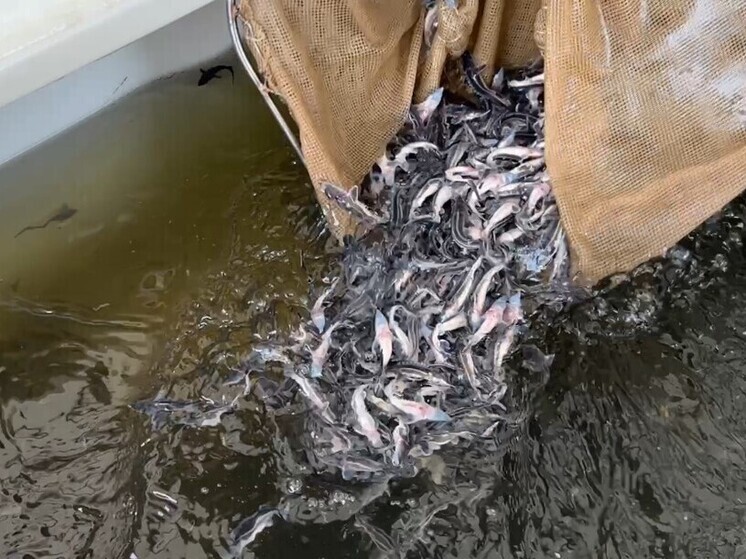 В Чебоксарское водохранилище выпустили более 23 тыс. мальков стерляди