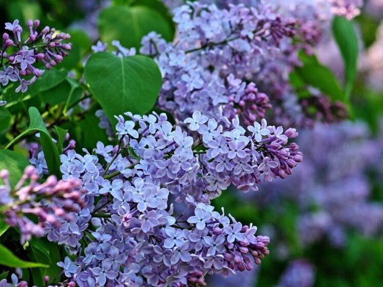 Волгоградцам грозит штраф до полумиллиона рублей за сорванную сирень