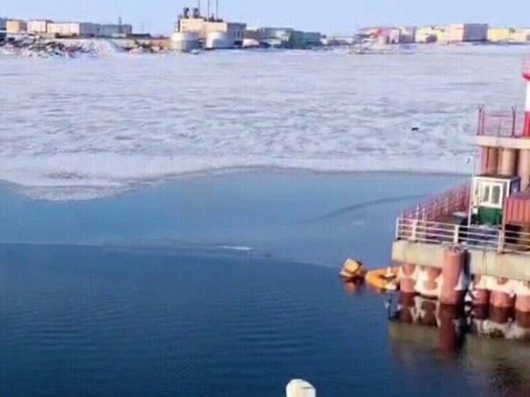 Атомная станция помогла перезимовать белухе в самом северном городе России