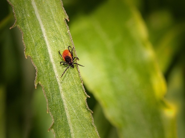 Томичам рассказали, какие парки и скверы обработали от клещей