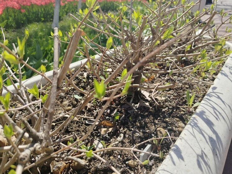 В Белгороде на клумбах стали высаживать летние цветы