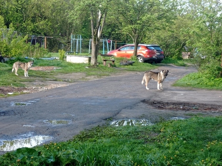В Тверской области два пса бросаются на людей с собаками