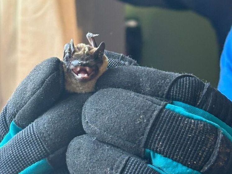 Уфимские спасатели отловили в квартире летучую мышь