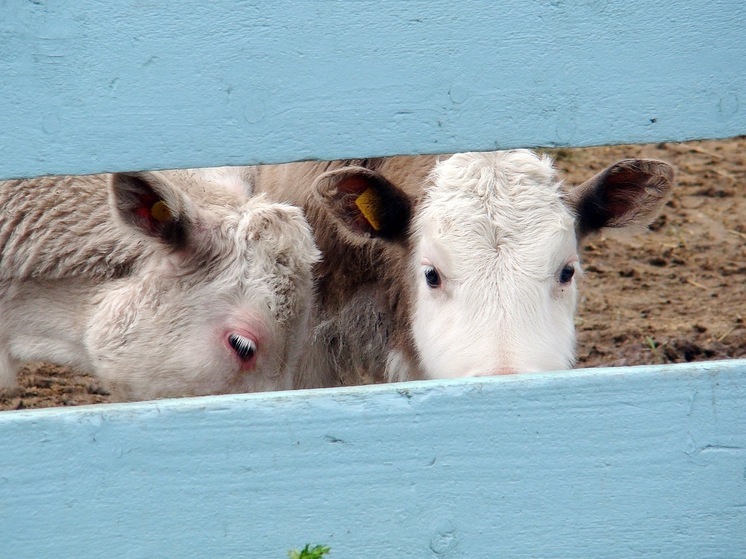 Коровы растоптали память в Приморье: в Зарубино повредили ель на аллее героев СВО