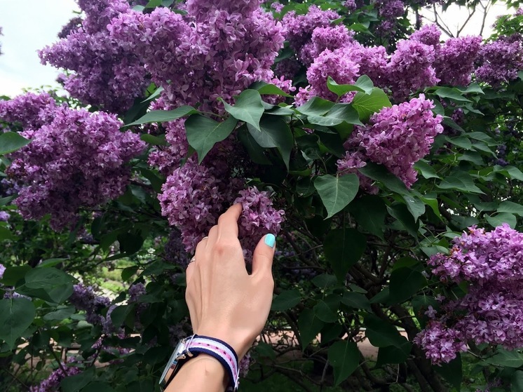 За сломанные ветки сирени может грозить солидный штраф