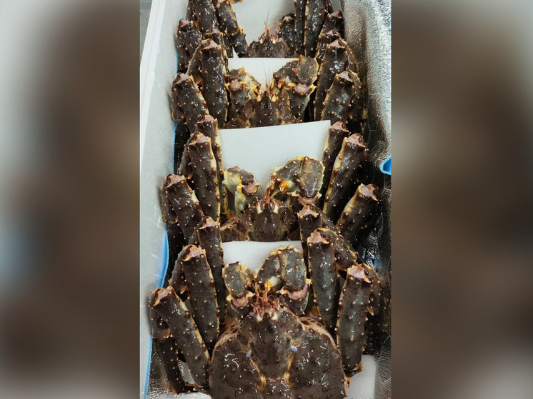Почти 180 тонн новгородских морепродуктов поехали в Германию и другие страны