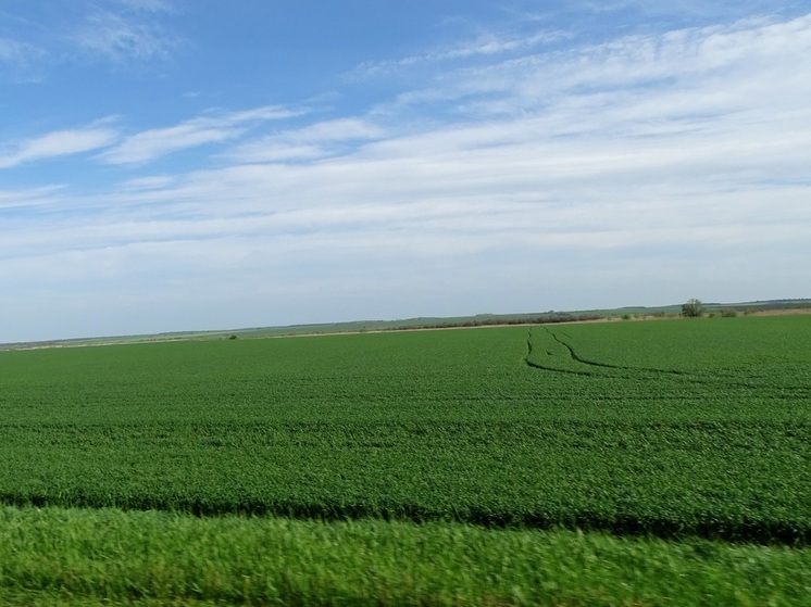 На Ставрополье проводят фитомониторинг посевов