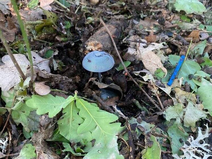 Глава Кременной предупредил жителей о взрывоопасных "грибах"