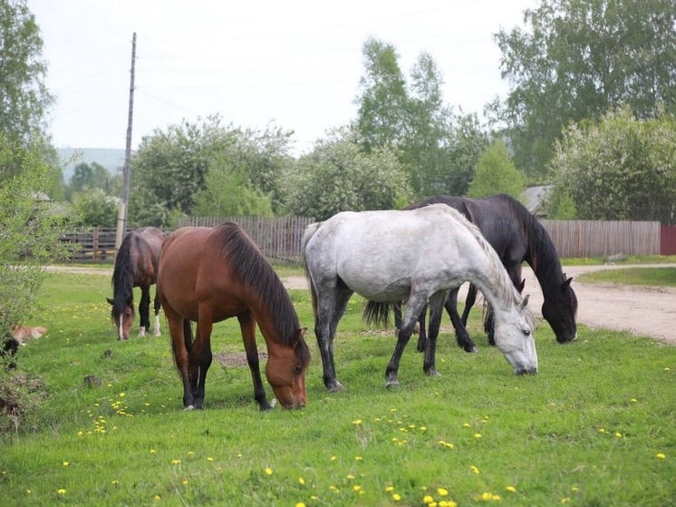 В Эхирит-Булагатском районе Приангарья начнут борьбу с порчей посевов бесхозным скотом