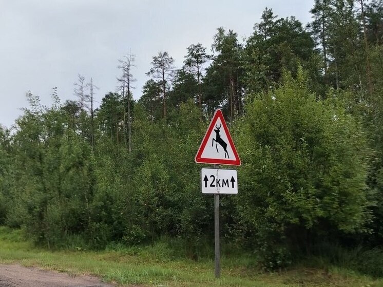 Смертельное ДТП с лосем произошло во Всеволожском районе