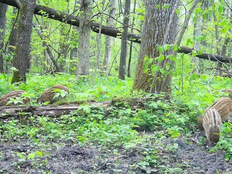 В «Калужских засеках» кабанья мама с детёнышами попала в фотоловушку