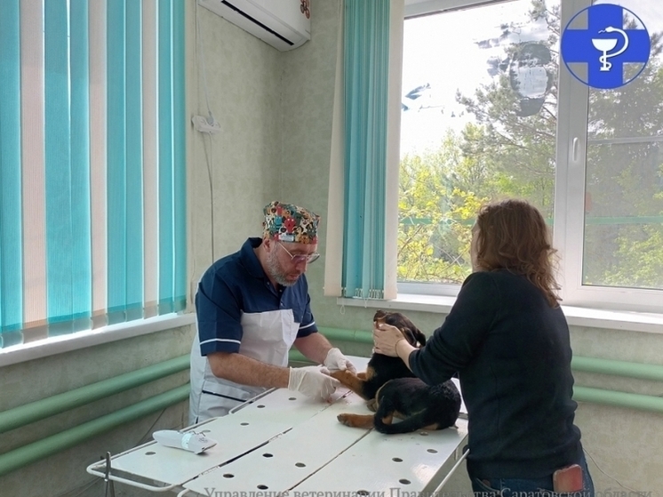 В Саратовской области спасли сбитого машиной щенка