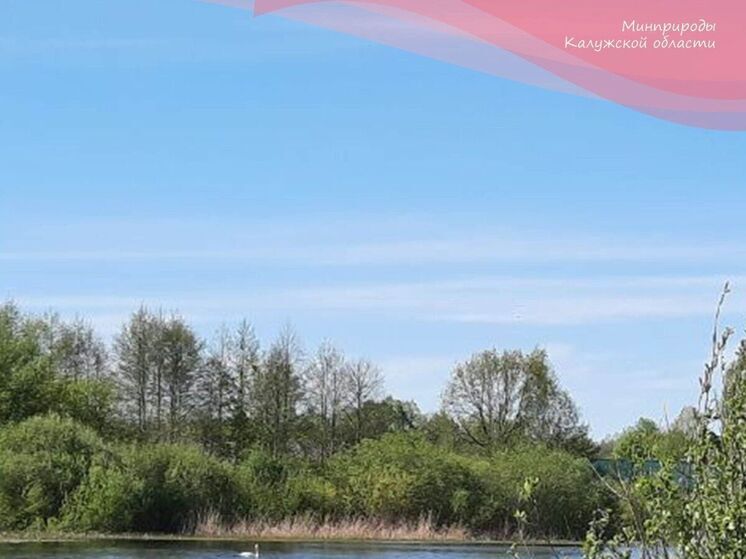 Семья лебедей вернулась в Жиздринский район и вновь ждёт птенцов