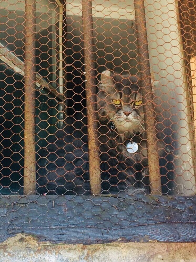 В Великобритании кошка три недели выживала под половицами на жуках и пиве