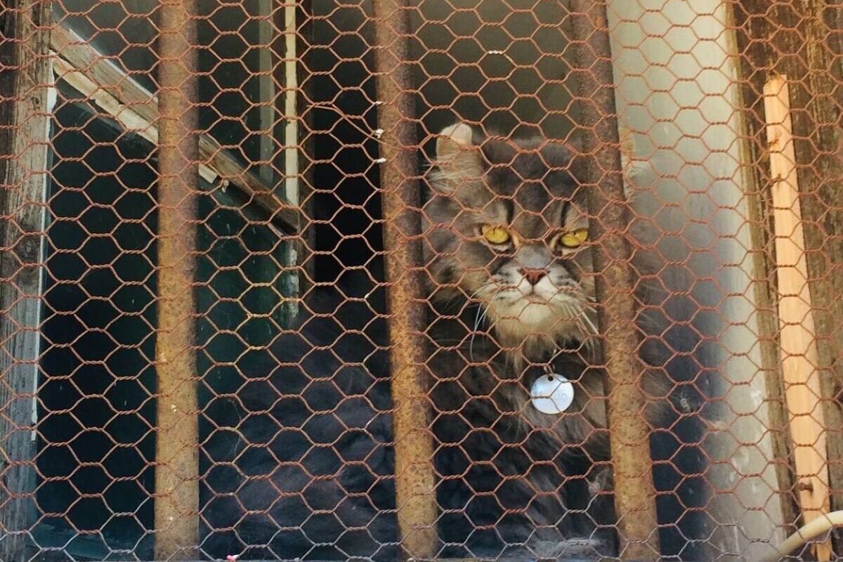 Кошка три недели выживала под полом на пиве и жуках