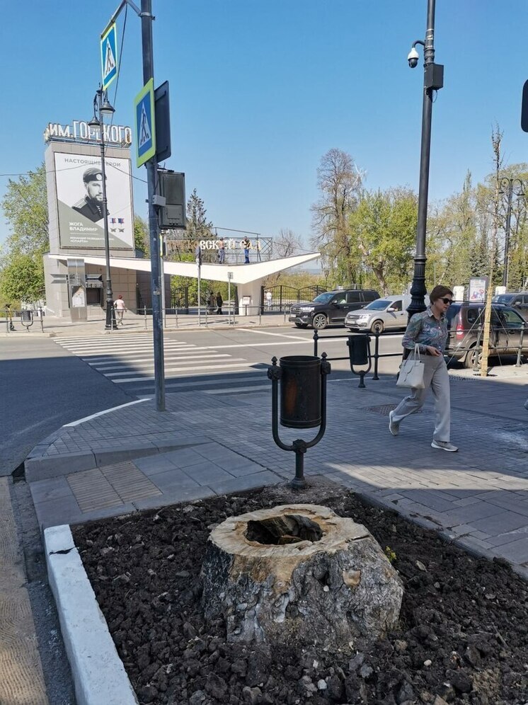 В Самаре высадят 6000 деревьев и кустарников на 25 пространствах в 2025 году