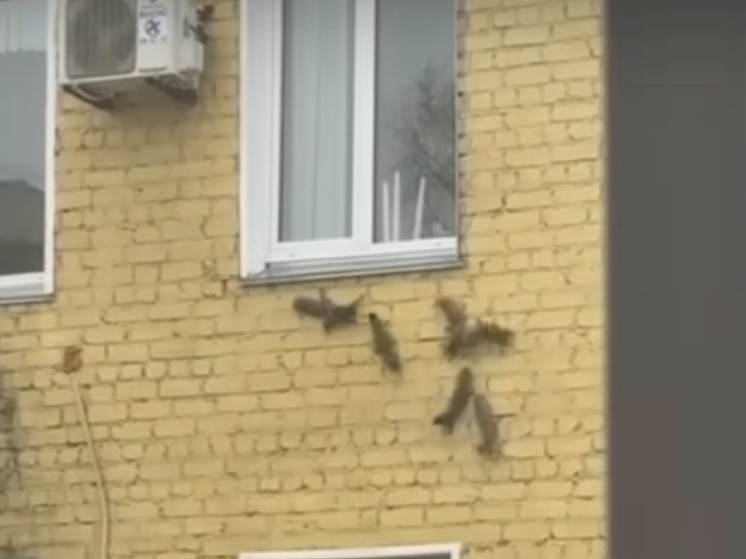 Кировская белочка привела свой выводок в приёмный покой роддома
